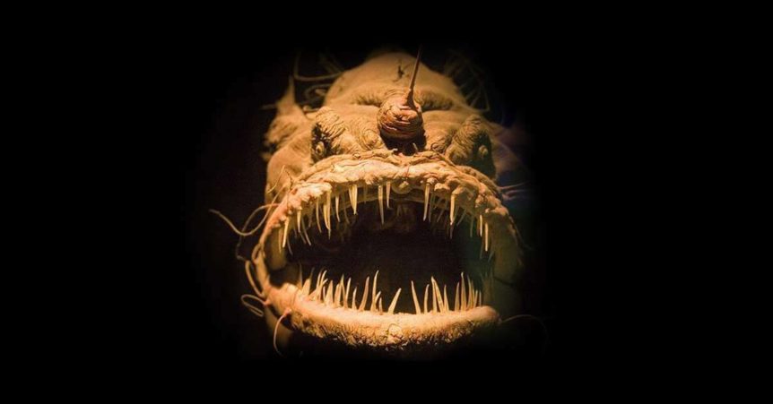 angler fish, facing the camera